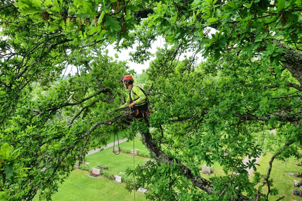 Trädbeskärning Uppsala arborist inspekterar träd och grenar