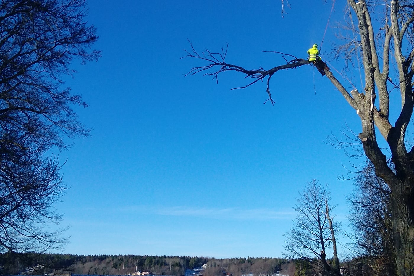 Trädfällning Enköping arborist sitter på gren högt uppe i ett träd