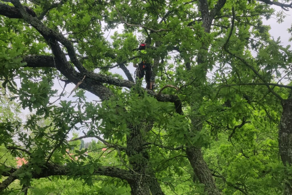Trädbeskärning Uppsala arborist uppe i ett träd