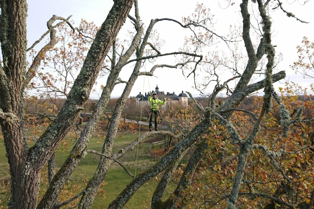Trädvård Enköping kooperativ arboris tar hand om träd