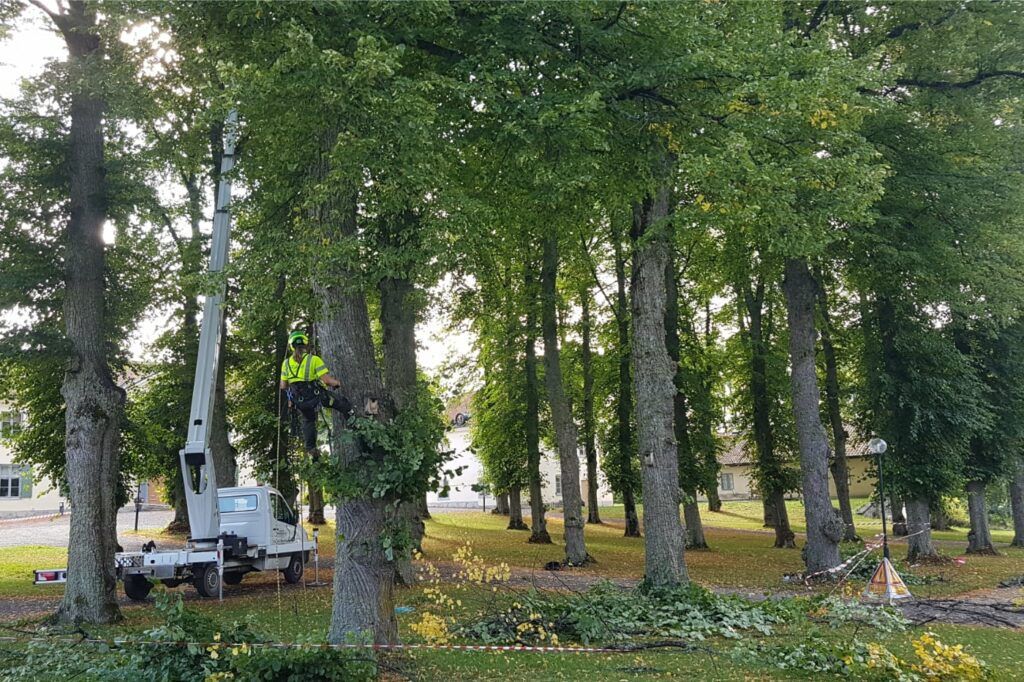 Trädbeskärning Enköping planering av att beskära träd