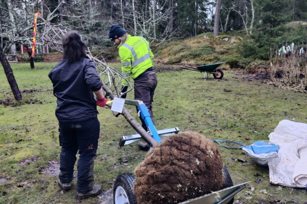 Kooperativ arboris arbetar med trädvård Uppsala