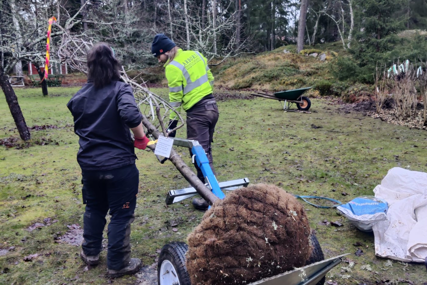 Plantera träd – Låt våra experter plantera träden – Läs mer här