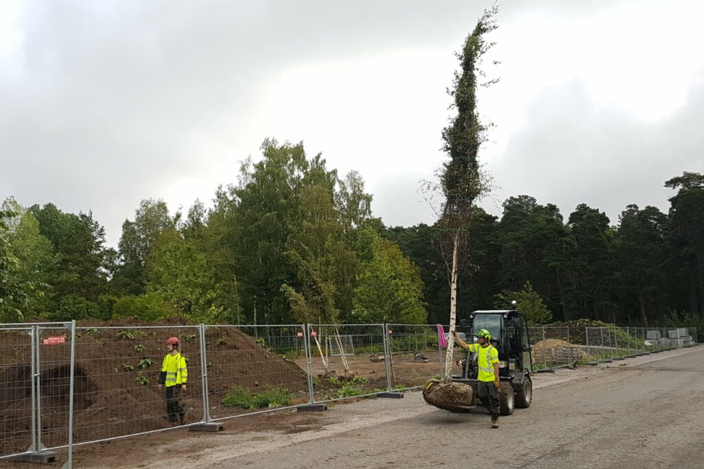 Kooperativ arboris arbetar med trädfällning Gävle