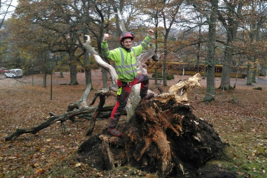 Kooperativ arboris arbetar med trädfällning Enköping