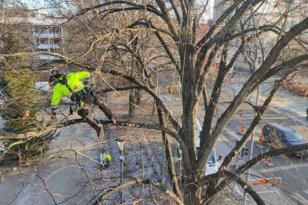 Trädvård Gävle låt oss ta hand om era träd