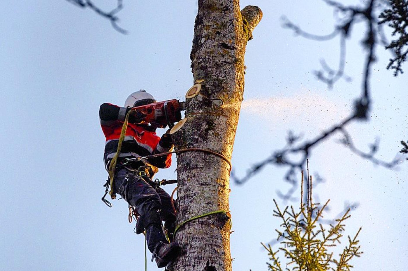 Trädfällning Uppsala arborist uppe i ett träd som ska sågas isär