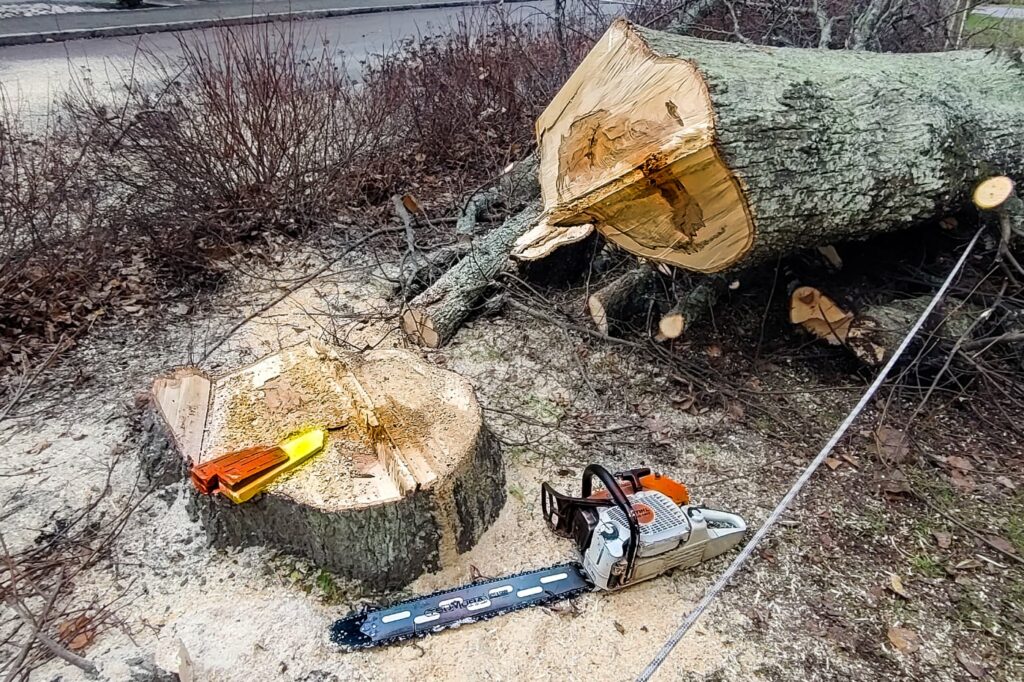 Trädfällning Uppsala fällt träd stubbfräsning