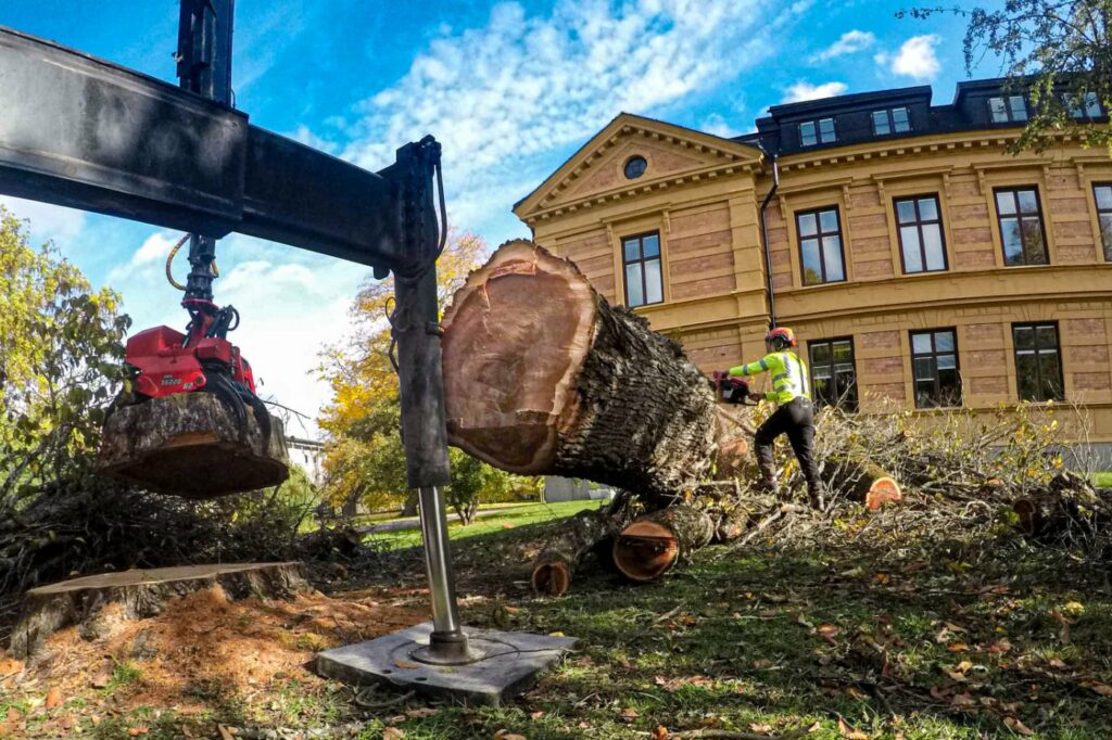Kooperativ arboris arbetar med trädbeskärning mälardalen