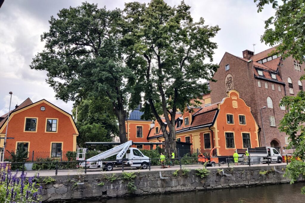 Trädvård Uppsala låt oss ta hand om era träd och utföra riskbedömningar