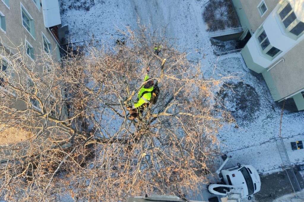 Trädvård Uppsala vintertid arborist uppe i träd