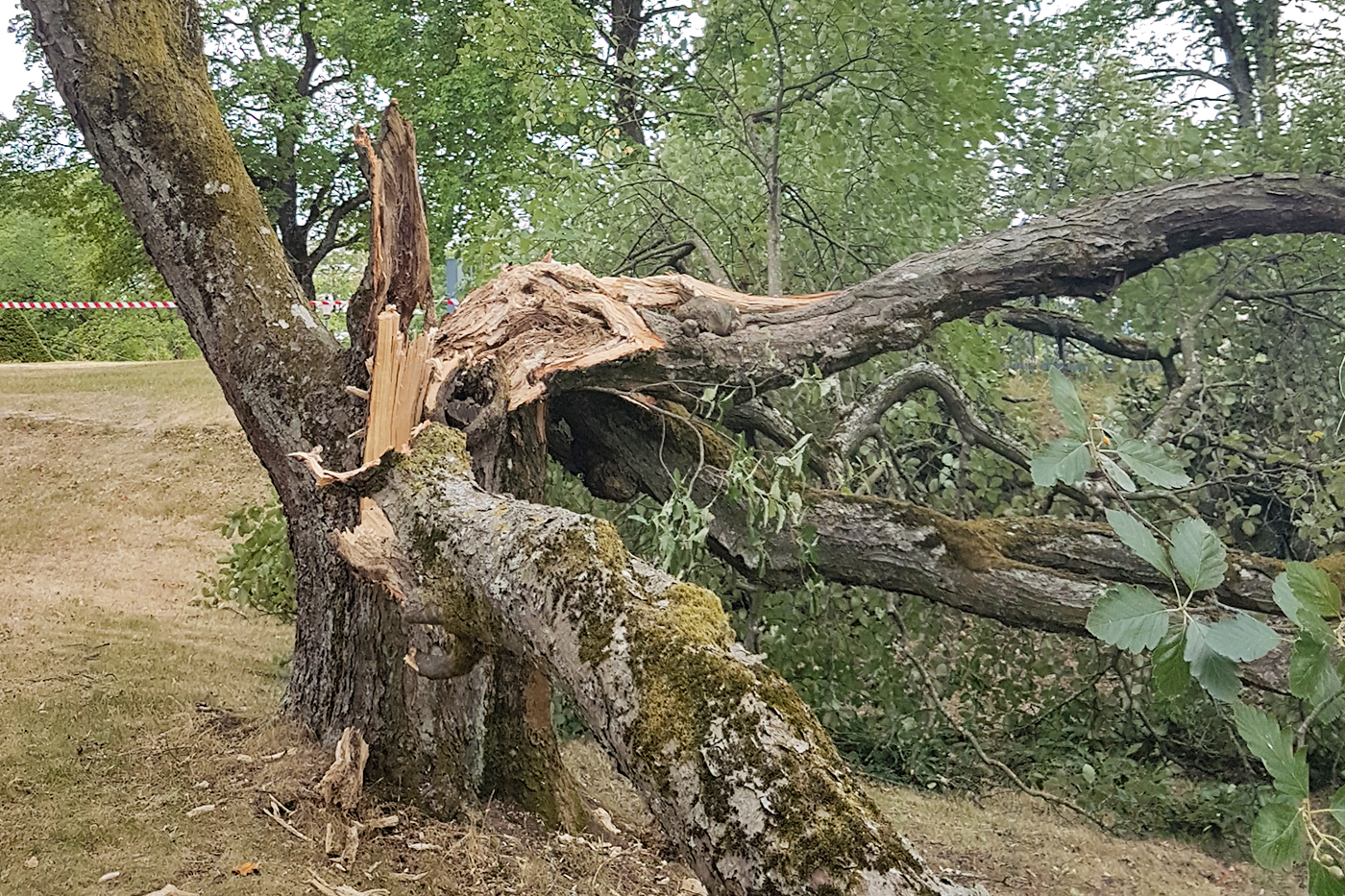 Riskbedömning av ett träd som gått sönder och fallit ner