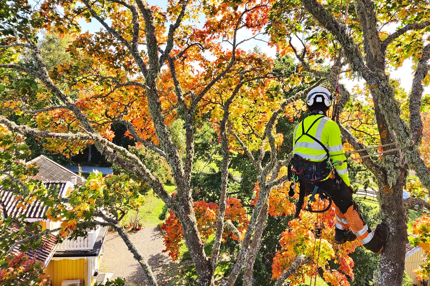 Arborist inspekterar arbete innan trädfällning Uppsala
