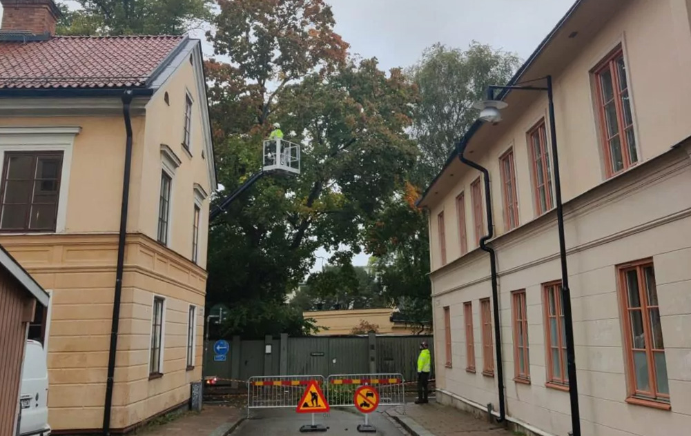 Bild på trädfällning i centrala Uppsala