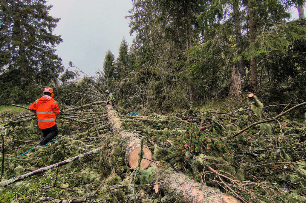 Grenkapning på gran