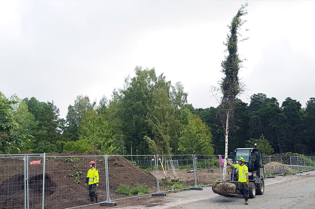Träd körs till växtplats