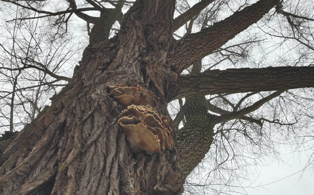 Vi utför trädvårdsplaner oavsett storlek.