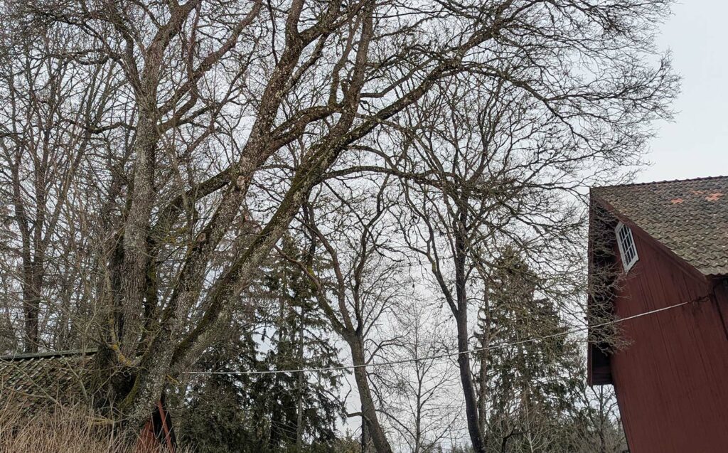 Riskerar trädet att falla?